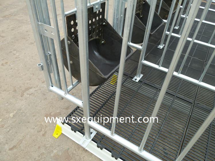 porc de gestație 15.jpg