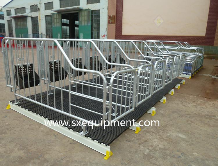 porc de gestație 16.jpg